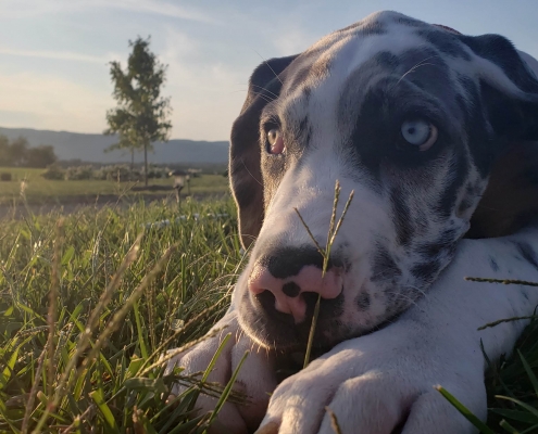 Wyatt laying in the grass.