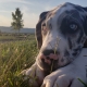 Wyatt laying in the grass.