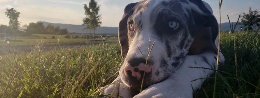 Wyatt laying in the grass.