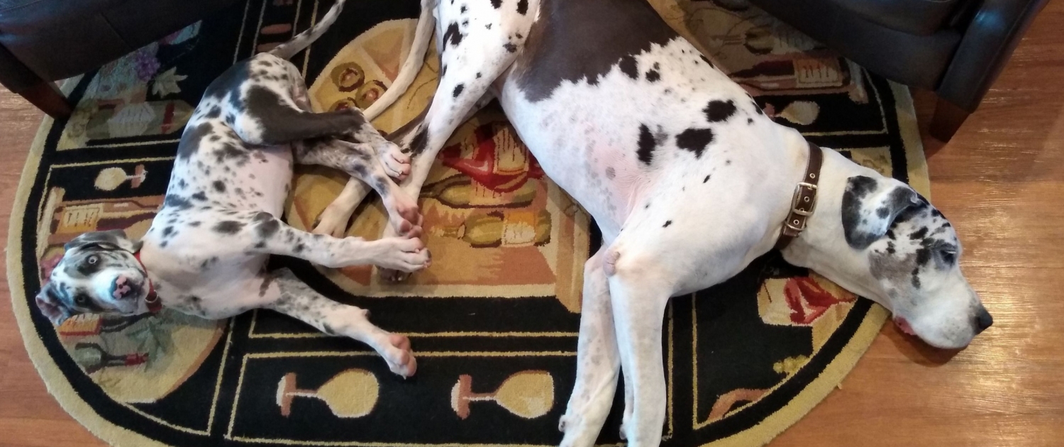 Wyatt and Winston laying next to each other on the rug.